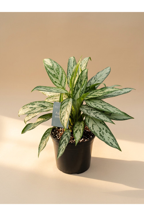 Mine Garden İthal Siyah Saksıda Canlı Aglaonema Silver Queen