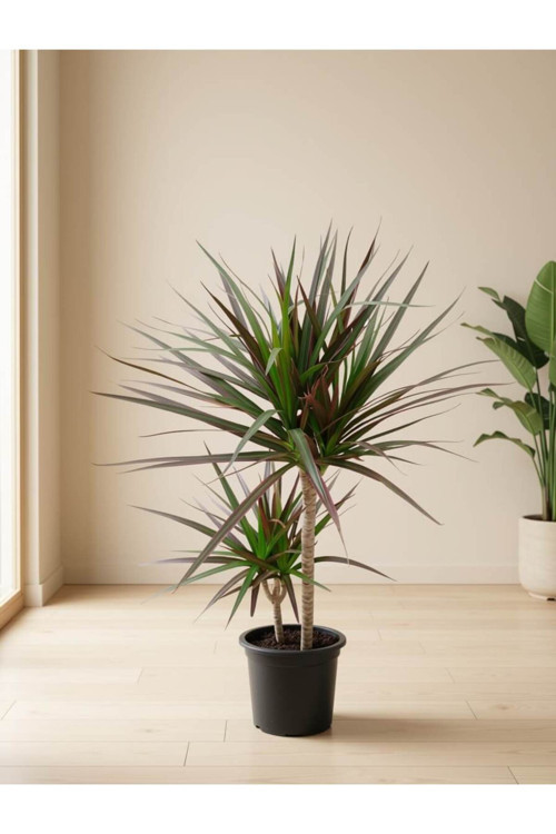 : İkili Dracena Marginata / Ejder Ağacı (80-90 cm)