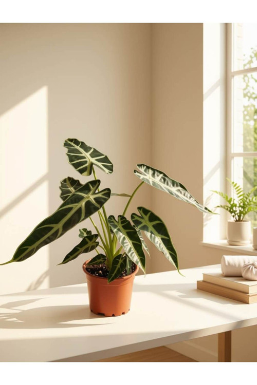 : Alocasia amazonica 'Polly' / Fil Kulağı