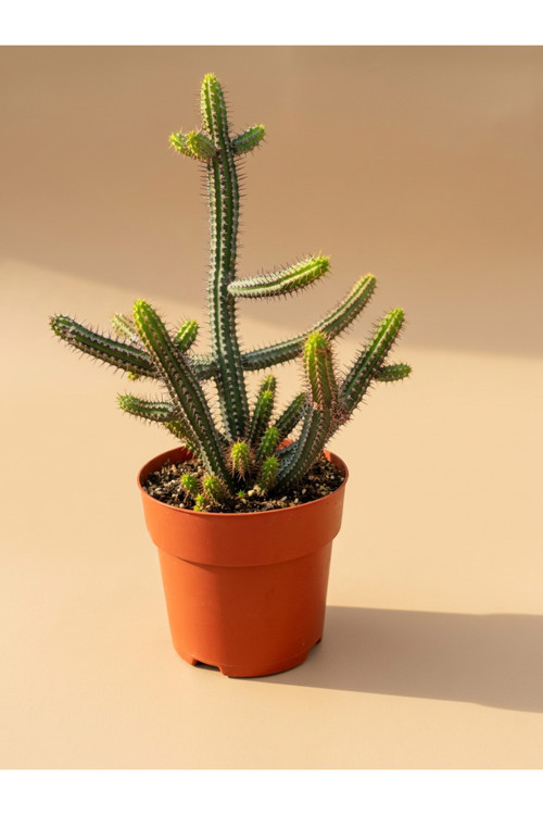Mine Garden İthal Dallı Şamdan Kaktüs (Euphorbia / Acanthocereus)