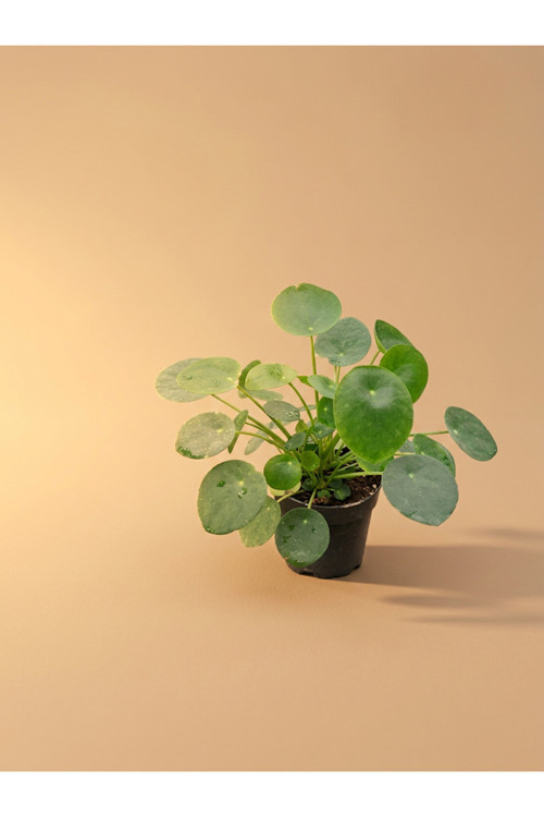 Mine Garden İthal Siyah Saksıda Canlı Pilea Peperomioides (Çin Para Çiçeği)