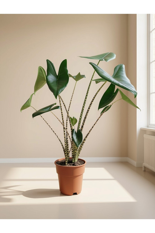 Desenli Gövdeli Terrakota Saksılı Canlı Fil Kulağı (Alocasia)