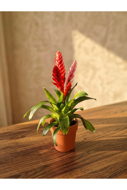 Alev Kırmızısı Çiçekli Terrakota Saksılı Canlı Vriesea Bromeliad