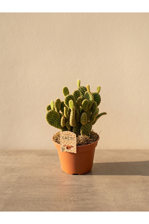 Mine Garden İthal Opuntia Microdasys Tavşan Kulağı Kaktüs