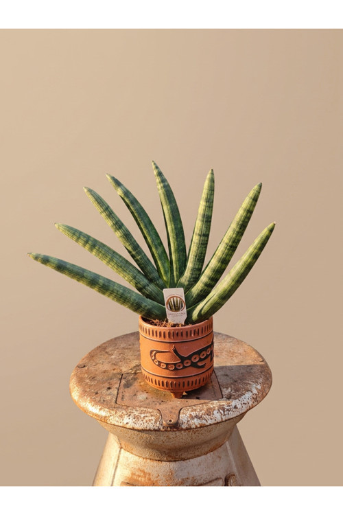 Mine Garden Etnik Terrakota Saksıda Canlı Sansevieria Cylindrica