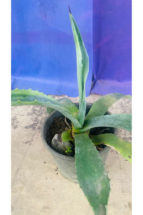 AGAVE AMERİCANA BİTKİSİ