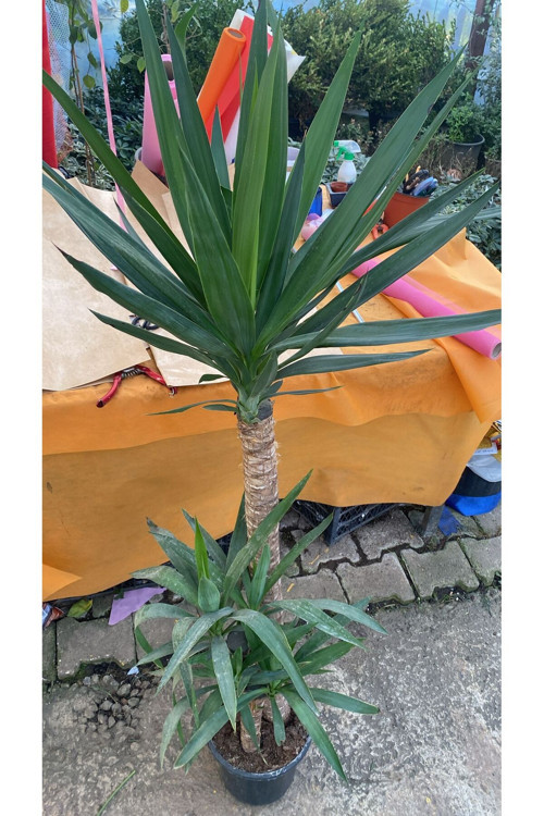 3'LÜ YUCCA SAKSI ÇİÇEĞİ