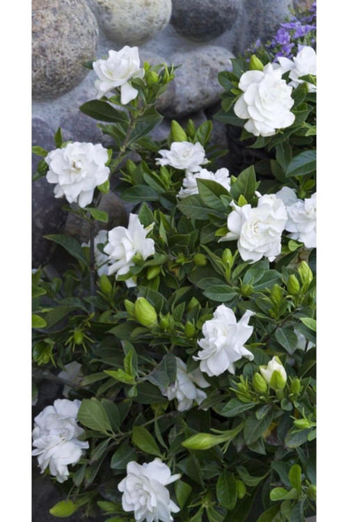 GARDENYA KOKULU ÇİÇEK