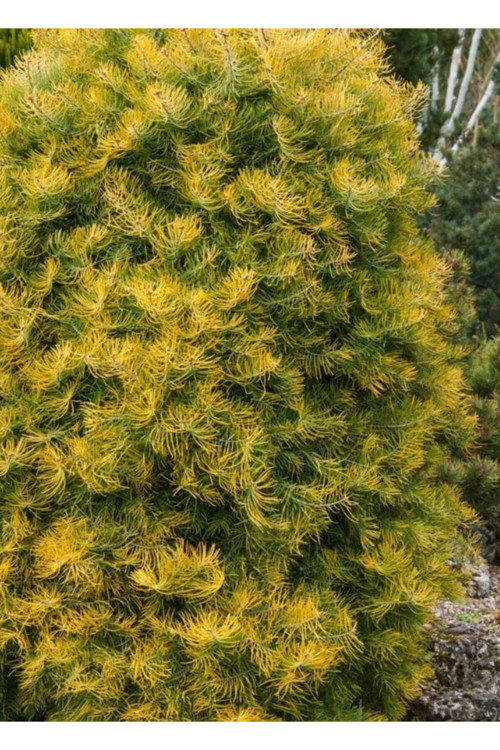 ES CONCOLOR GOLD BİTKİSİ