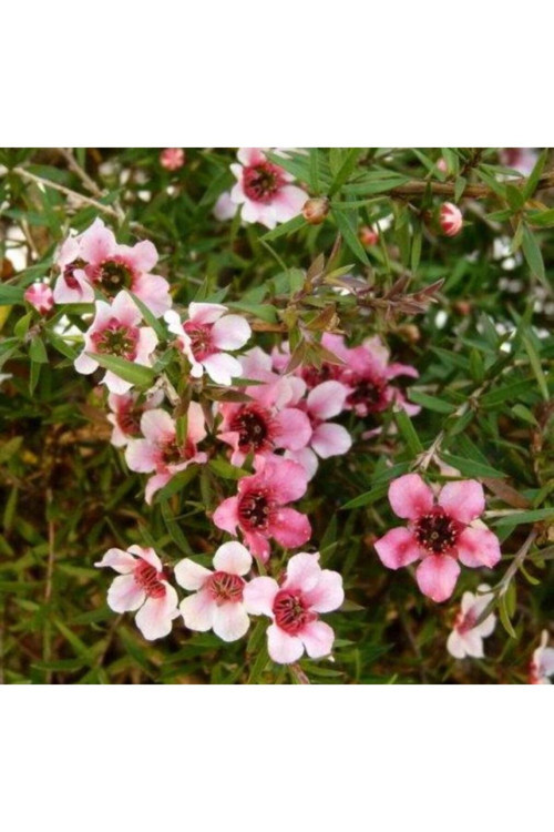 MANUKA DIŞ MEKAN ÇİÇEĞİ