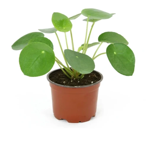 Pilea Peperomioides- Para Bitkisi (12 Cm Saksıda)