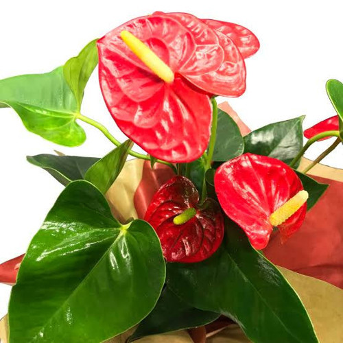 Anthurium(Antoryum) - Flamingo Çiçeği