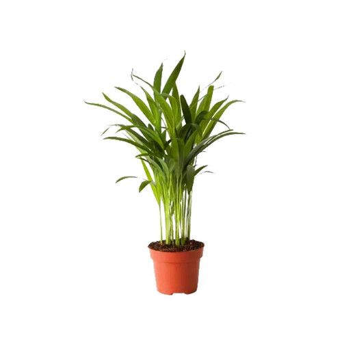 Areca Mini Palmiye - 12Cm Plastik Saksıda