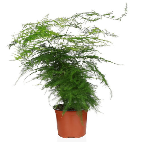 Asparagus Eğrelti Otu - Kuş Konmaz- 12 Cm Plastik Saksıda