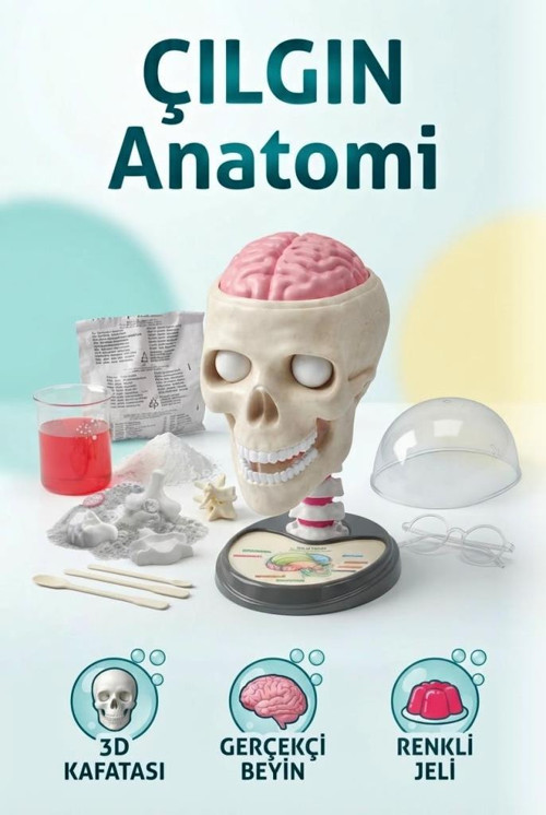 Clemento-Ni Lisanslı Çılgın Anatomi 18 Parça 3D Kafatası Gerçekçi Gözler Eğitici Oyuncak Bilim Seti
