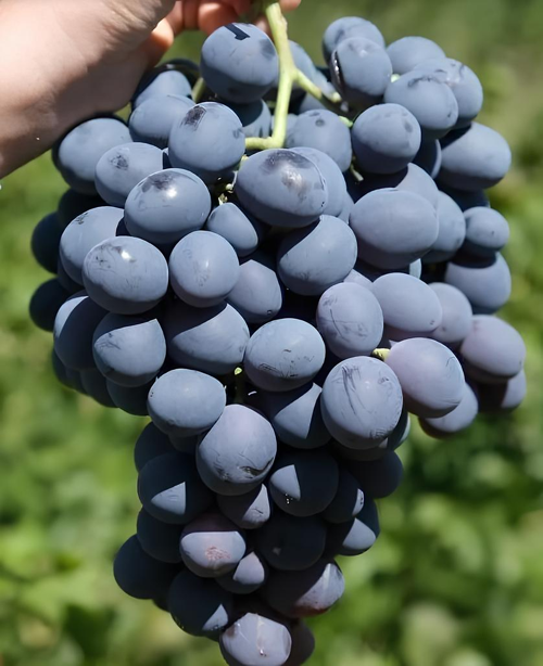 Erzincan Cimin Üzümü 1kg