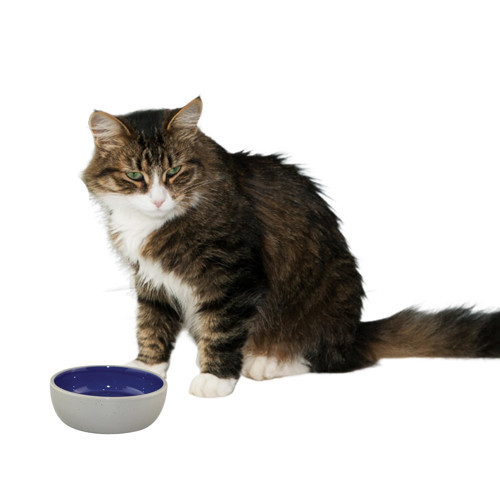 Ethical 5 İnç Kedi veya Sürüngen Seramik Tabak