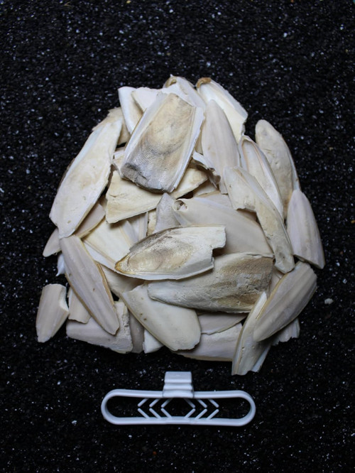 2. Kalite Kırık Kalamar Kemiği 100 gr + Tutacak