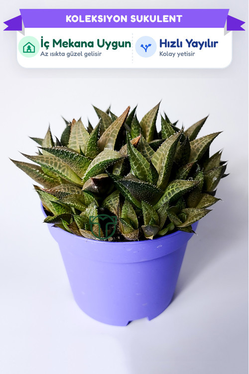 Haworthia Venosa Koleksiyonluk Sukulent Ev ve Ofis Bitkisi