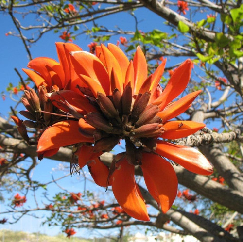 Bahçe Erythrina Caffra Mercan Ağacı Tohumu (3 tohum)