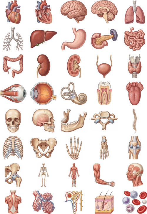 Anatomi Sticker Seti Tıp Atlası 40 Adet Organ İskelet Tıp Öğrencisi Ajanda Çıkartma