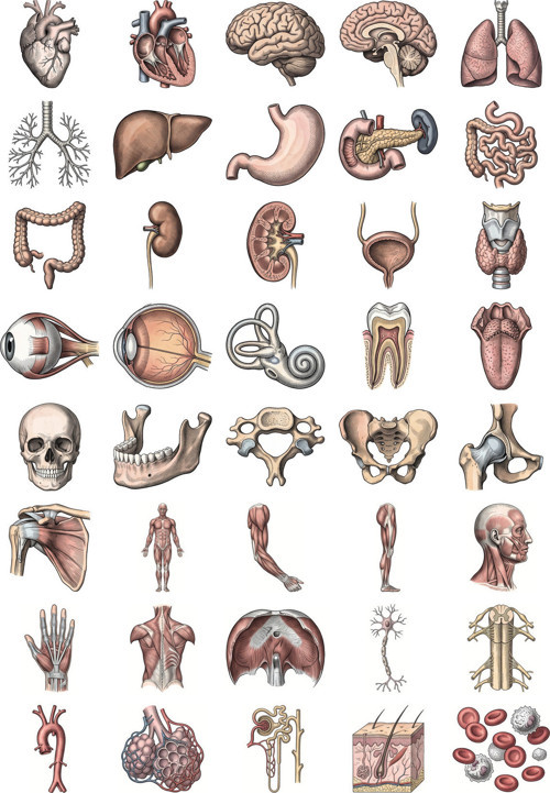 Anatomi Sticker Seti Vintage Gravür 40 Adet Organ İskelet Tıp Öğrencisi Ajanda Çıkartma