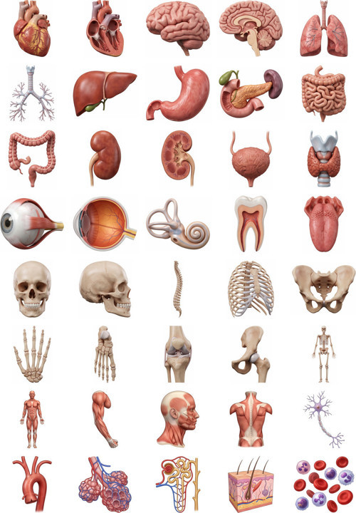 Anatomi Sticker Seti 3D Gerçekçi 40 Adet Organ İskelet Tıp Öğrencisi Ajanda Çıkartma