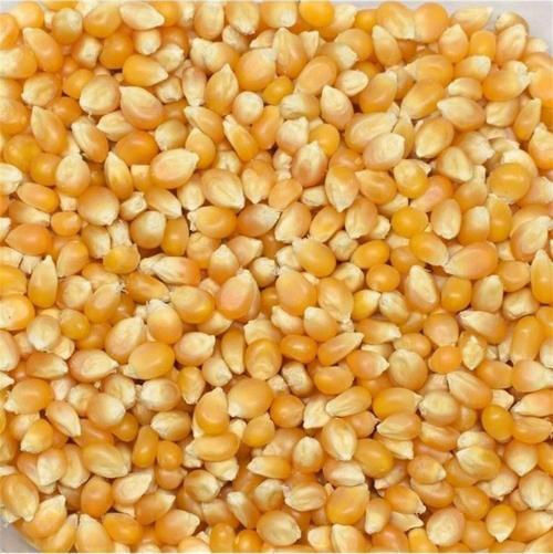 Cin Mısırı 1 Kg
