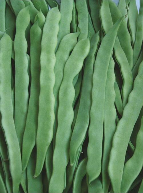 ÇALI FASULYE TAZE 1 KG ELİT AGRO