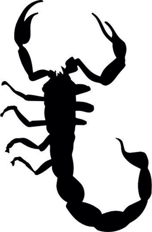 AKREP FOLYO STİCKER 70cm Uzunluk