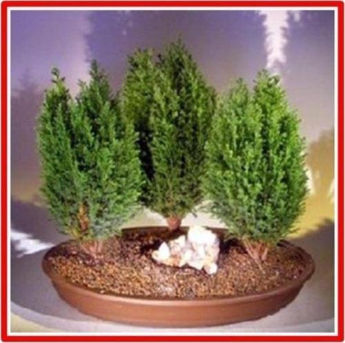 Limon Servi Tohumu (Saksı Toprak Seti)