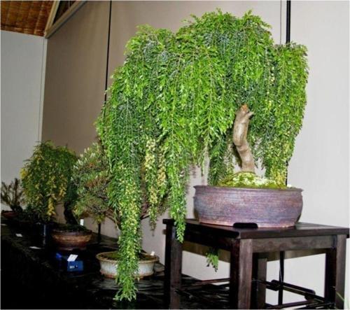 Bodur Akasya Ağacı Tohumu (Saksı Toprak Seti)