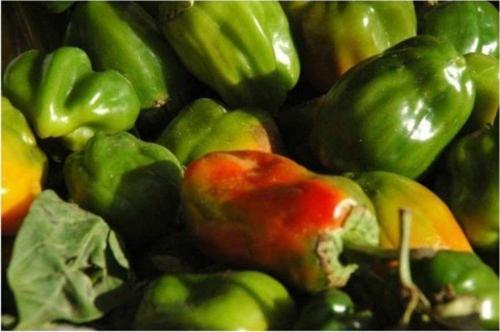 Acı Antep Dolmalık Biber Tohumu