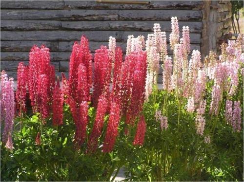 Acı Bakla Çiçeği* ( Lupine )