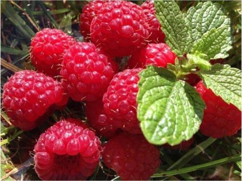 Ahududu Rasberry tohumu 10+ tohum