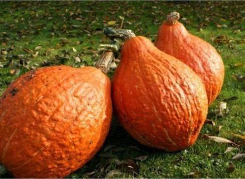 Altın Hubbard Bal Bakağı Tohumu