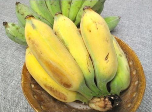 Altın Parmak Muz Tohumu(Goldfinger Banana)