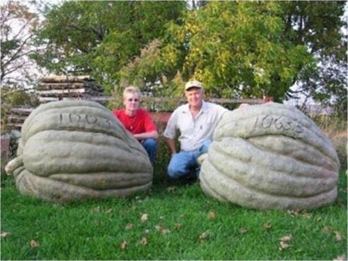 Amerikan Dev Kabak 10 Tohum