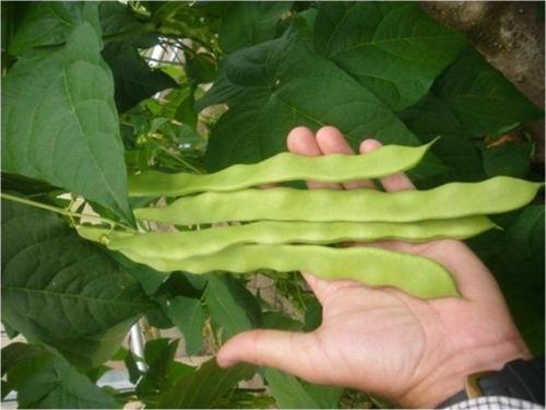 Anadolu Fasulye* 10+ Adet Tohum