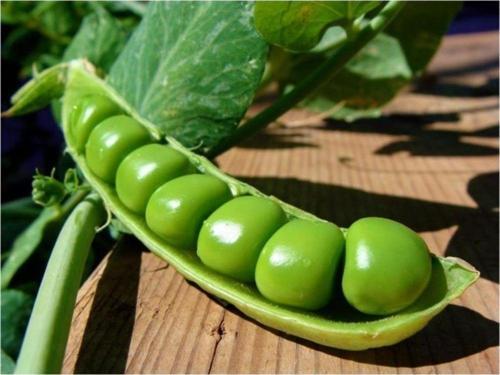 Araka Bezelye Tohumu