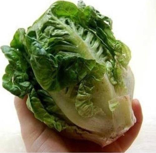 Mini Marul 300+ Tohum+ Saksı+toprak