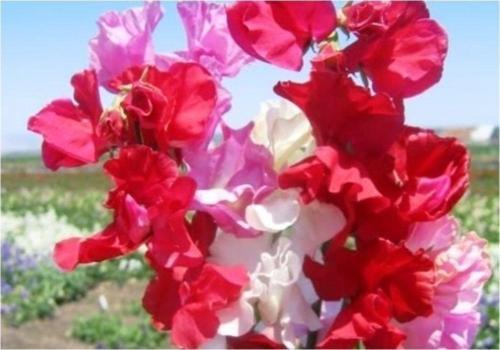 Sweet Pea *karışık Renkli Yoğun Kokulu Çiçek