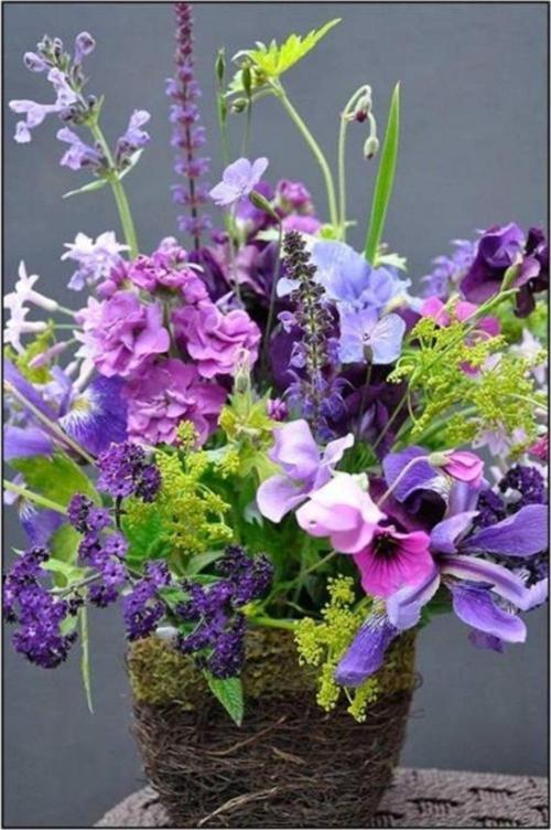 Sweet Pea Tohumu+saksı+toprak