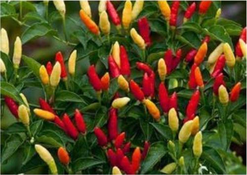 Tabasco Acı Biber Tohumu Saksı Toprak Seti