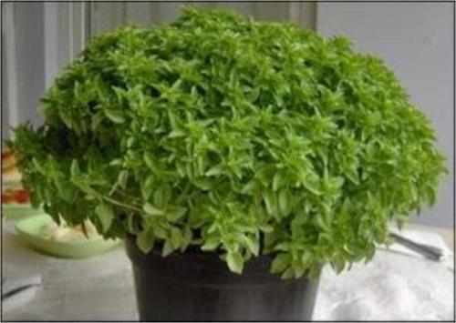 Mini Top Fesleğen Tohumu 25 [ Ev Bahçe]