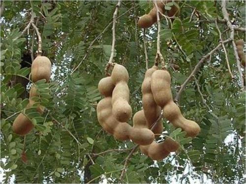 Tamarind* 4 Adet Tohum
