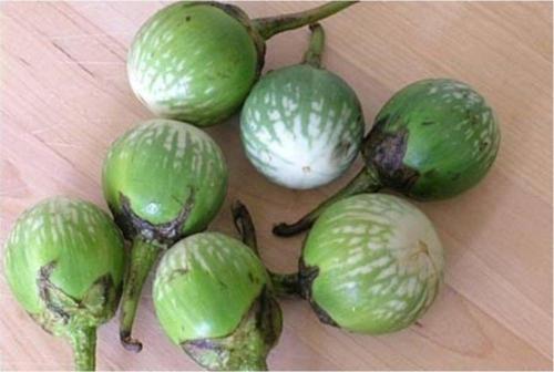 Mini Yeşil Patlıcan Tohumu