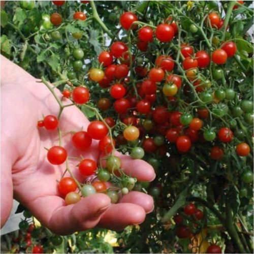 Minik Bezelye Cherry Domates 10 Tohum
