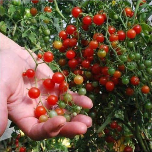 Minik Bezelye Domates 10tohum+saksı+toprak