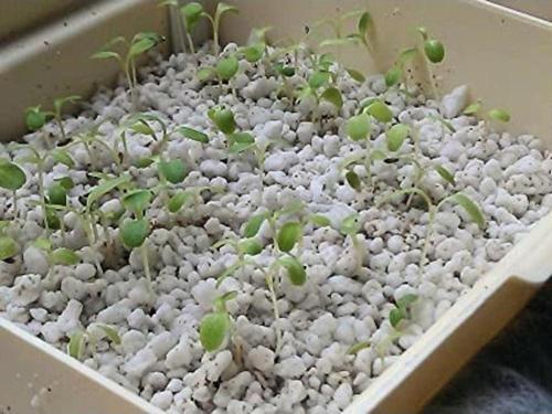 Tarım Perliti 20 Litre